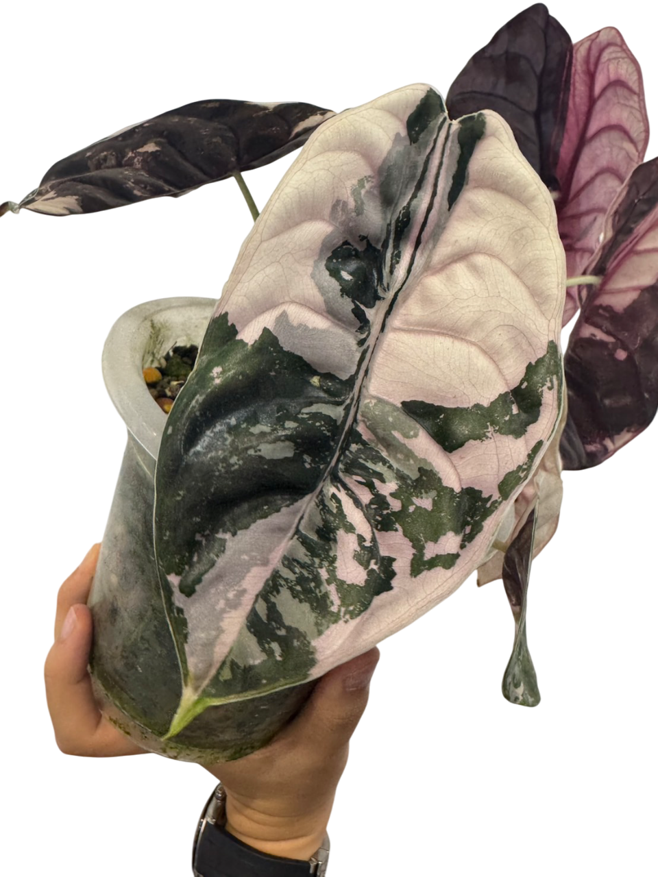 Alocasia Cuprea 'Red Secret Pink