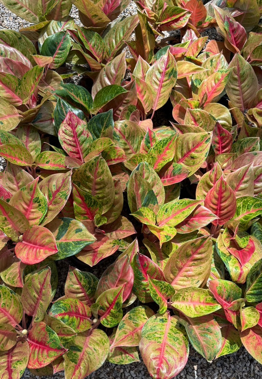 Aglaonema Red Skyline. Set of 10 plants