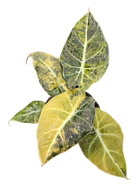 Alocasia Black Velvet “Gold” Variegated Set of 3 plants