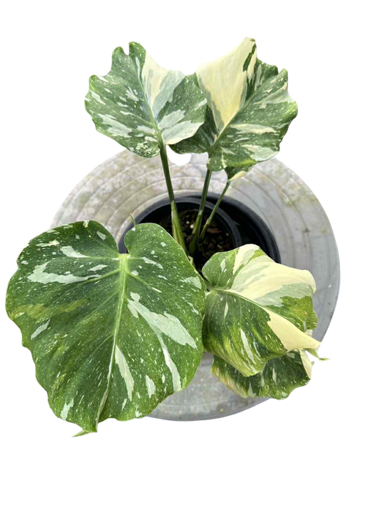 Monstera Thai Constellation Compact  tricolor
