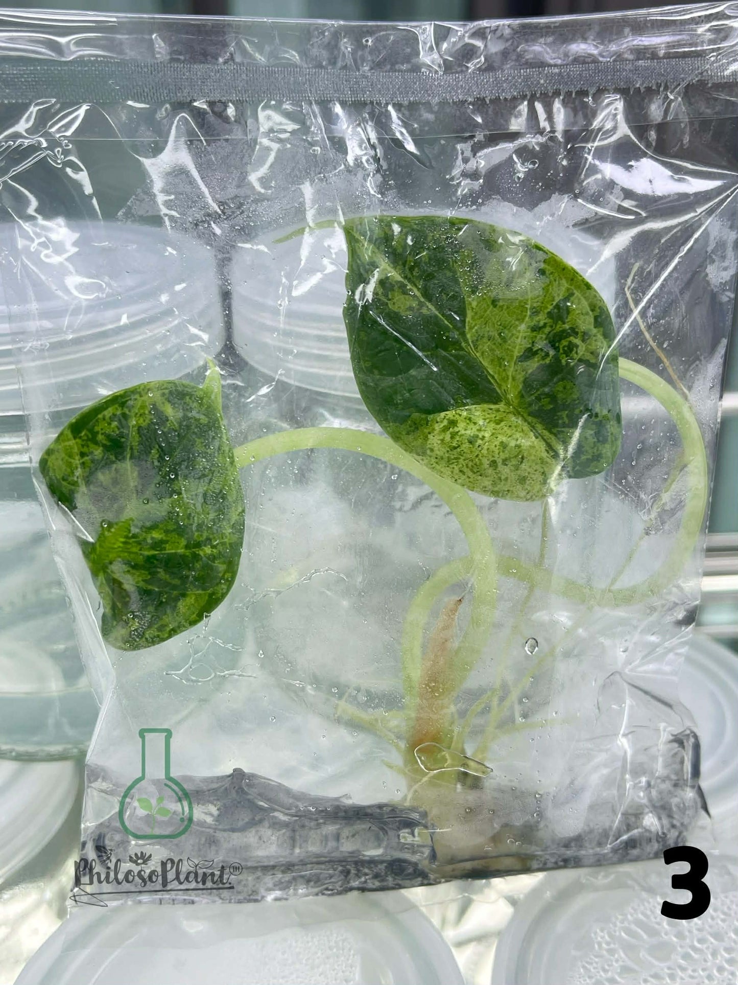 Alocasia Dragon Scale Mint – Tissue Culture (Set of 30)