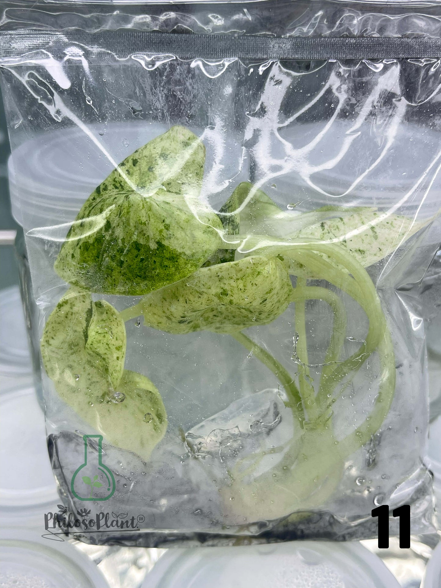 Alocasia Dragon Scale Mint – Tissue Culture (Set of 30)