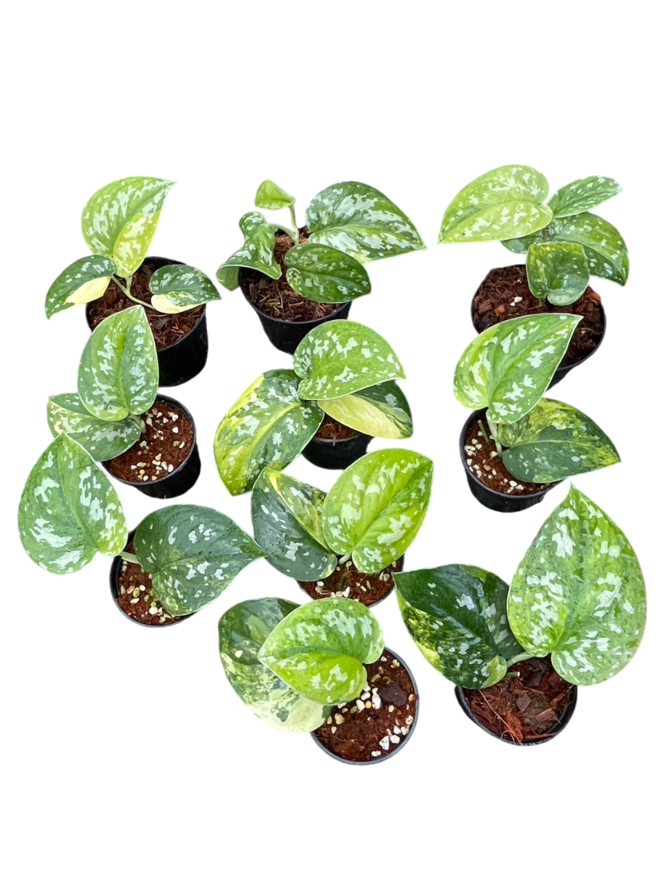 Scindapsus Sentarum varigated-Set of 5 plants – Lucky Plants Thailand