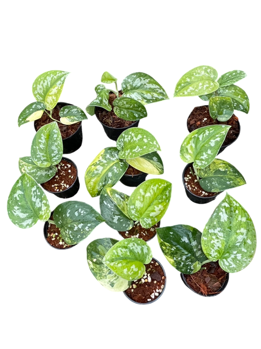 Scindapsus Sentarum varigated-Set of 5 plants