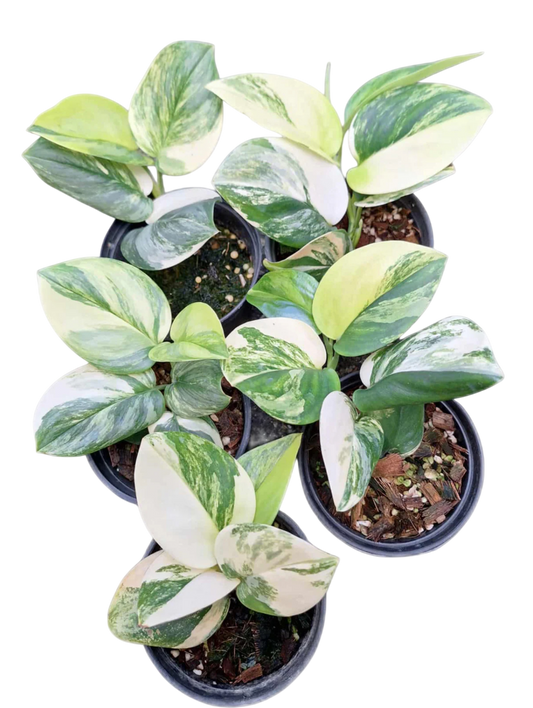 Scindapsus Rubicon Variegated – Set of 3 Plants