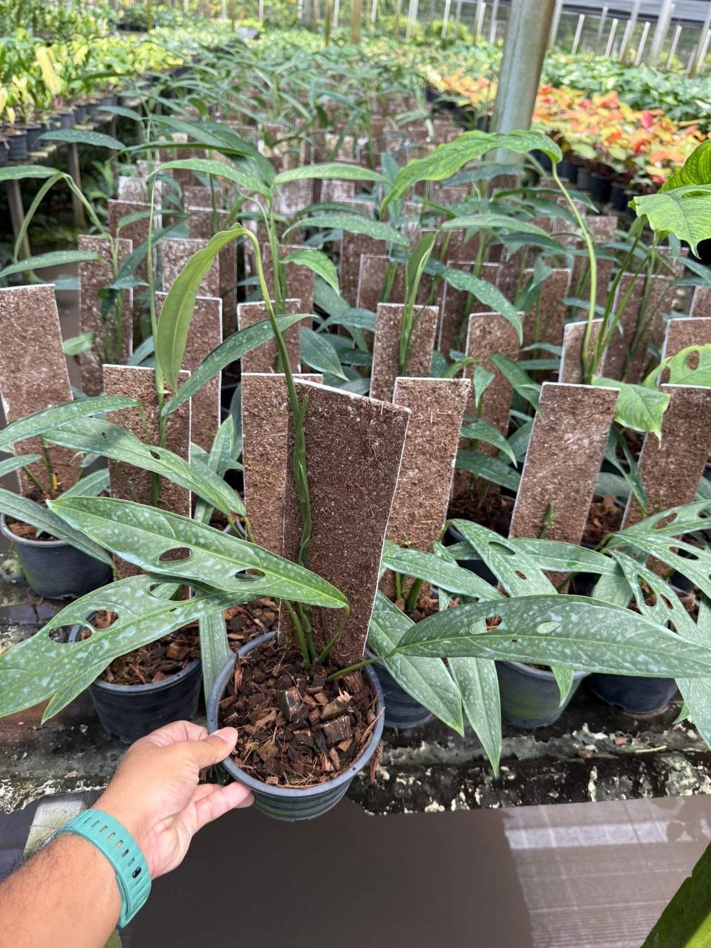 Monstera Obliqua yasuni-Set of 10 plants