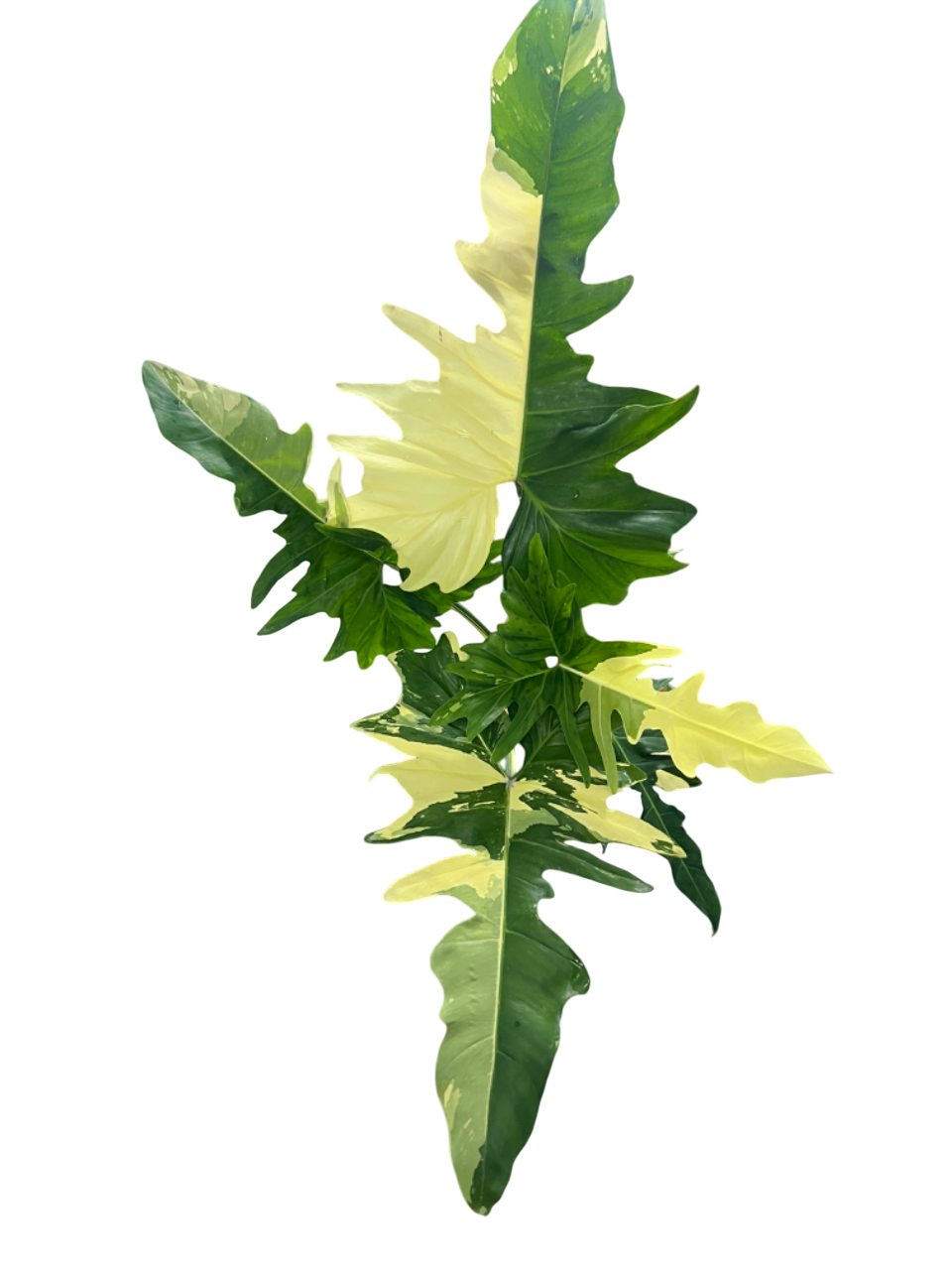 Philodendron Golden Dragon 3-4 Leaves