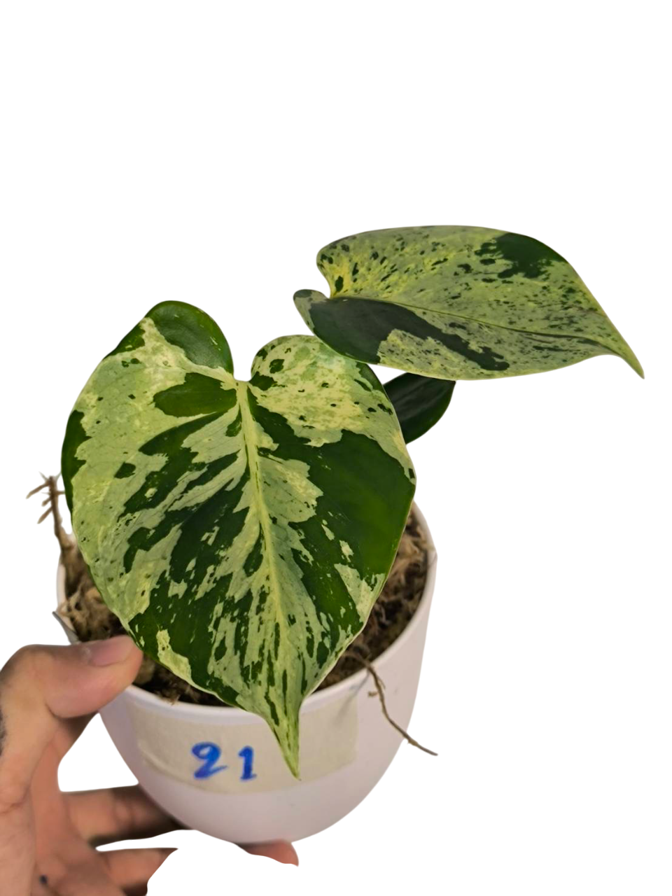 Monstera Deliciosa “Bulbasaur” (Seedling, 3-inch Pot) from TC