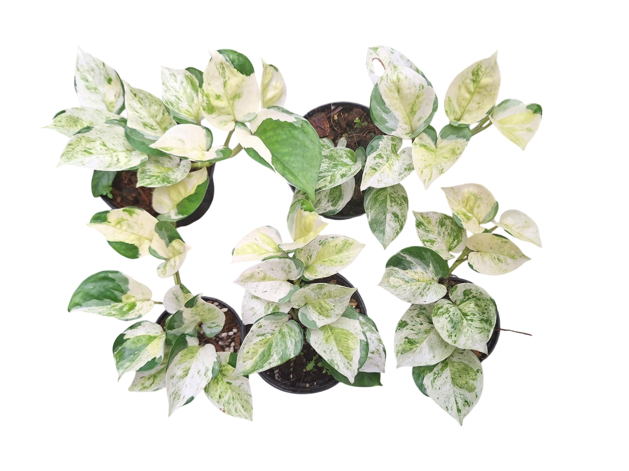 Epipremnum Pothos Global Japan variegated - Set of 10 Plants