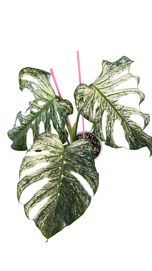Monstera devil monster