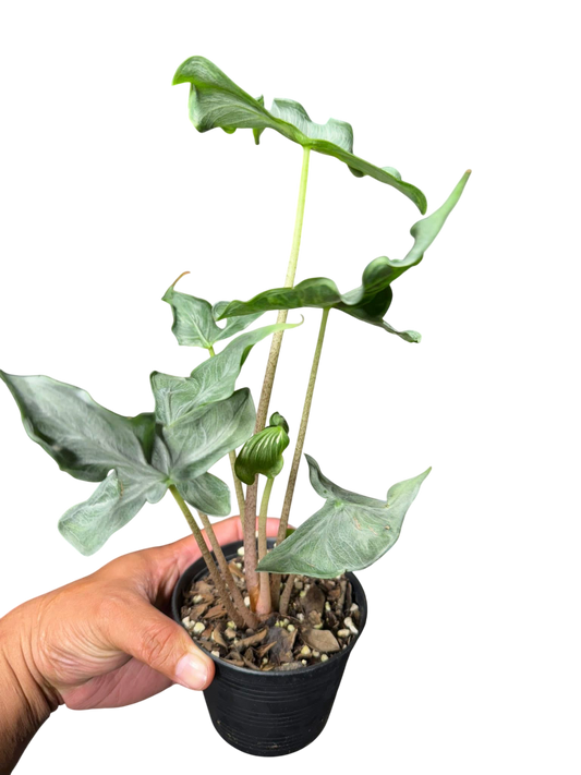 Alocasia “Holy Grail” – Set of 3 Plants