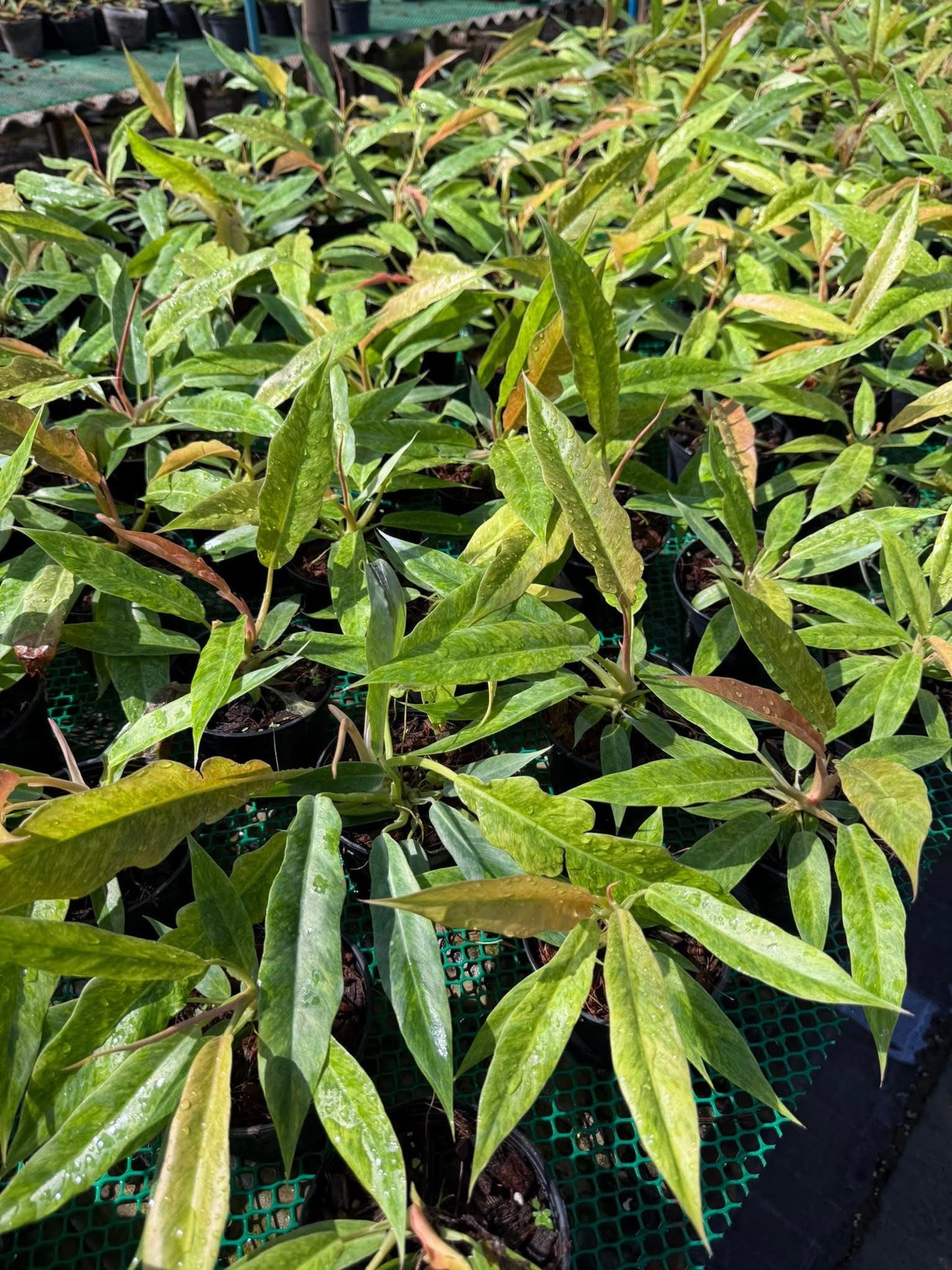 Philodendron Serratum.Set of 10 plants