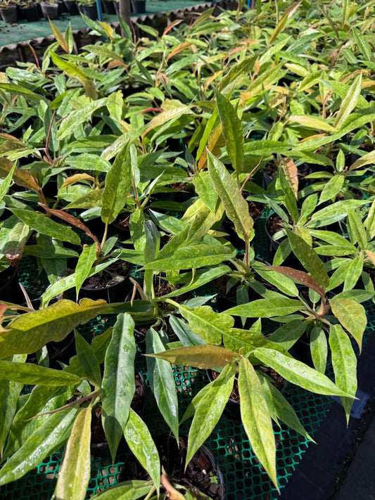 Philodendron Serratum.Set of 10 plants