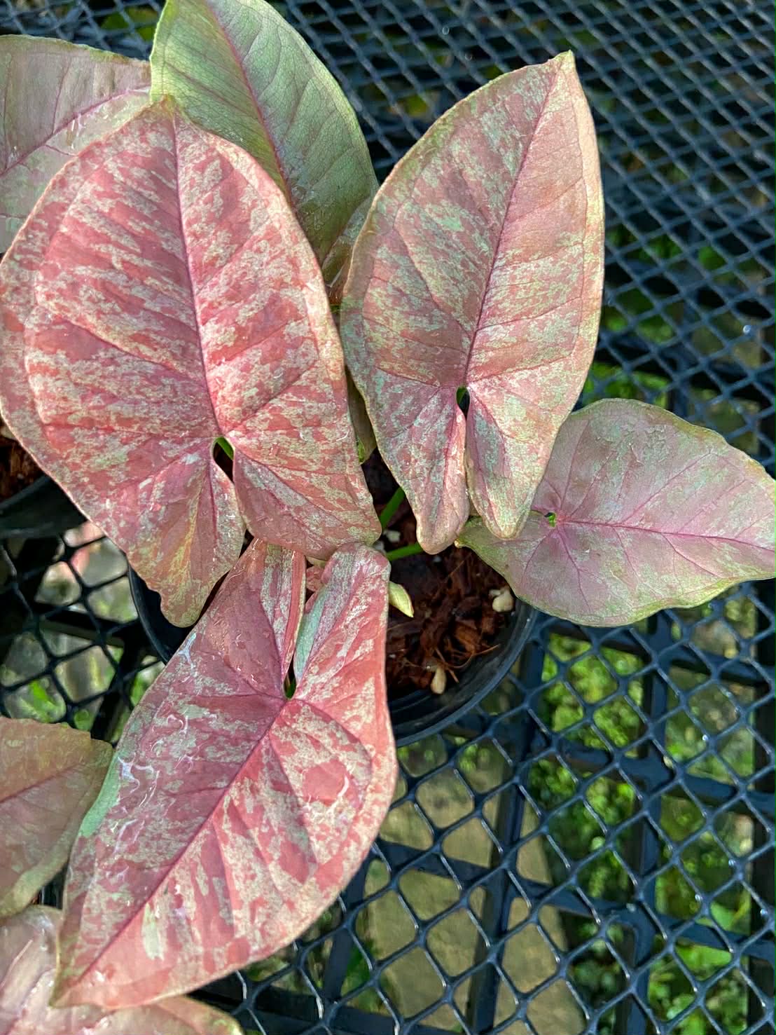 Syngonium Pink venom-Set of 10 plants