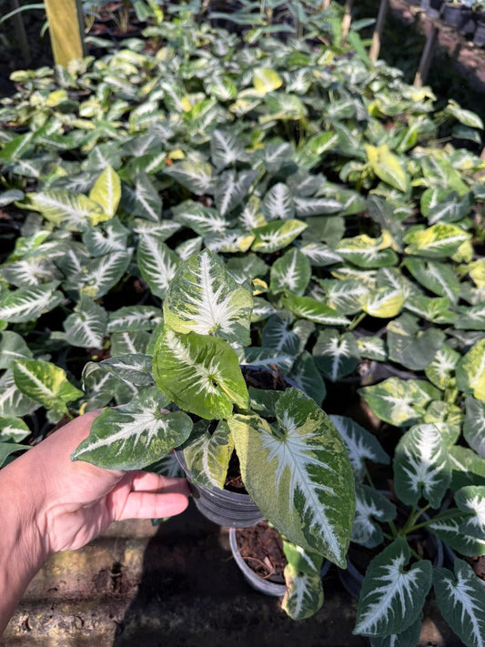 Syngonium “Scrambled Eggs” Set of 10 Plants