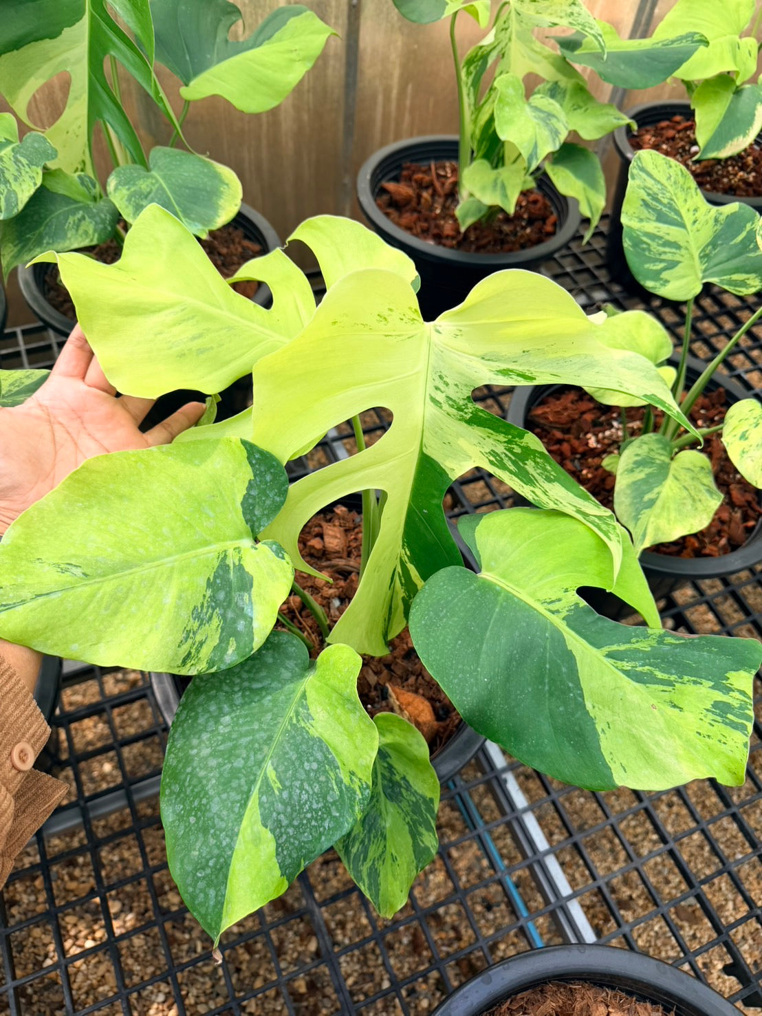 Monstera Deliciosa “Light Lime”