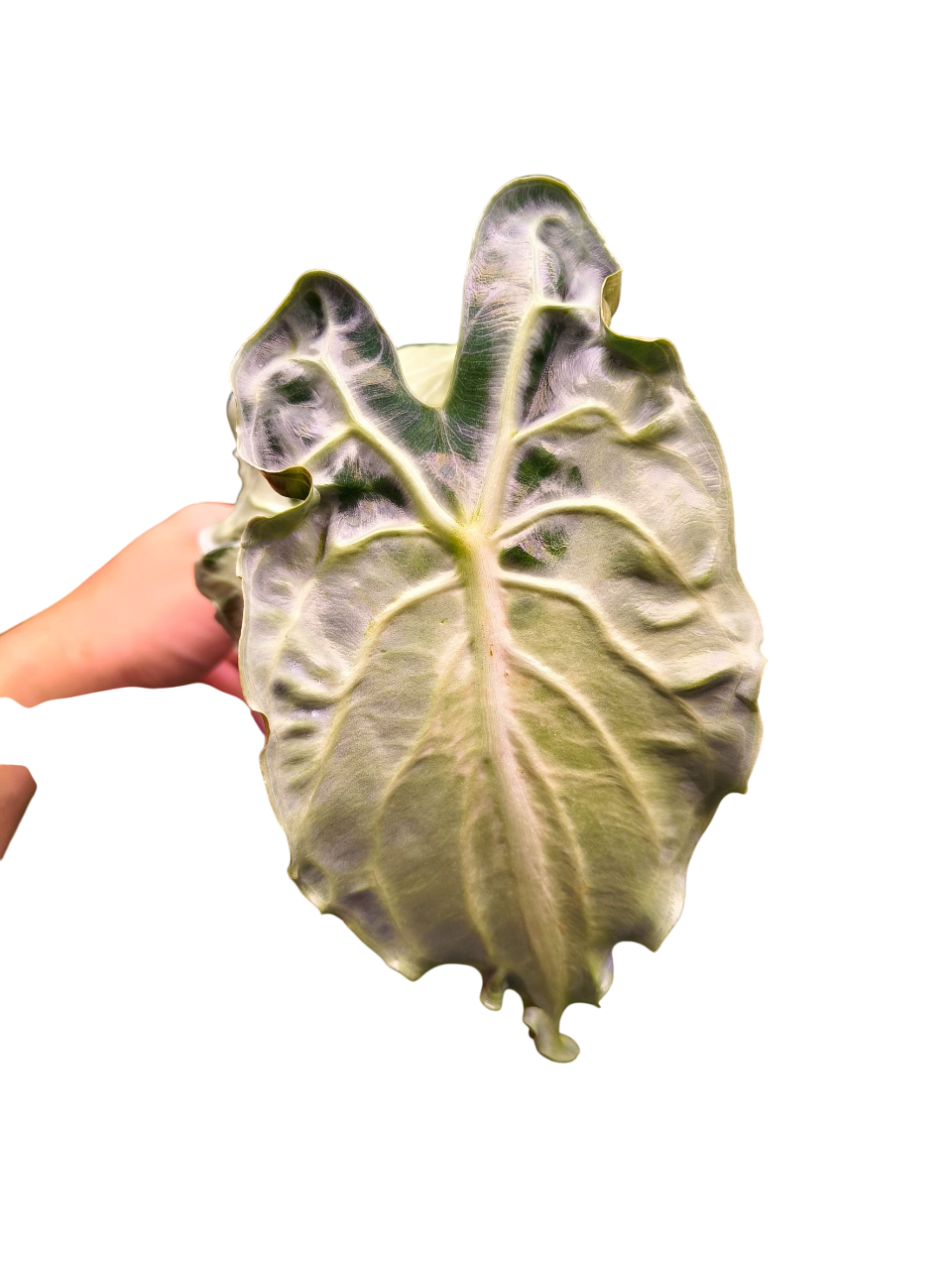 Alocasia “Venom”