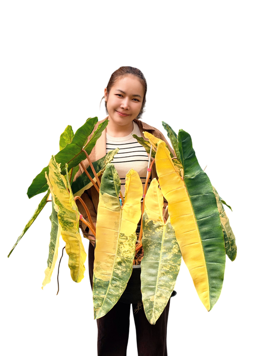 Philodendron Billietiae Variegated – Big Size