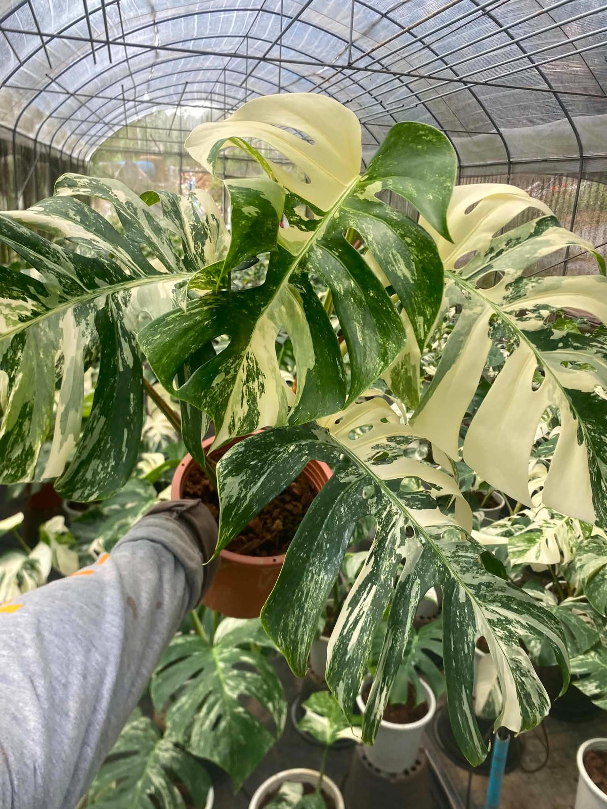 Monstera borsigiana ‘Albo Tiger’ Variegated – Set of 10 Plants