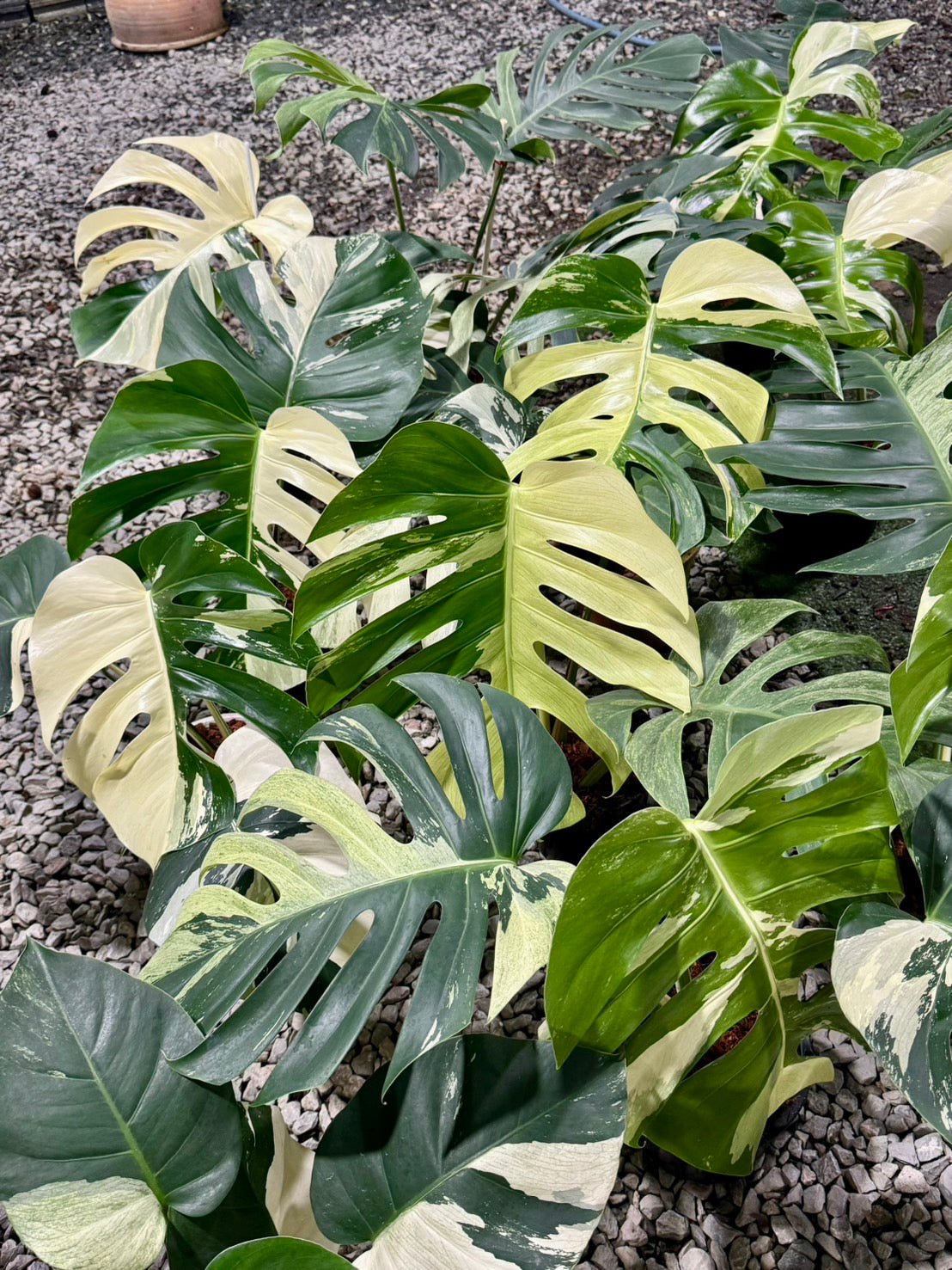 Monstera Borsigiana Mint NOID - Wholesale of 5 Plants