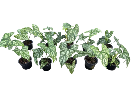 Cercestis mirabilis (N.E. Br.) Bogner Wholesale Set of 10 Plants