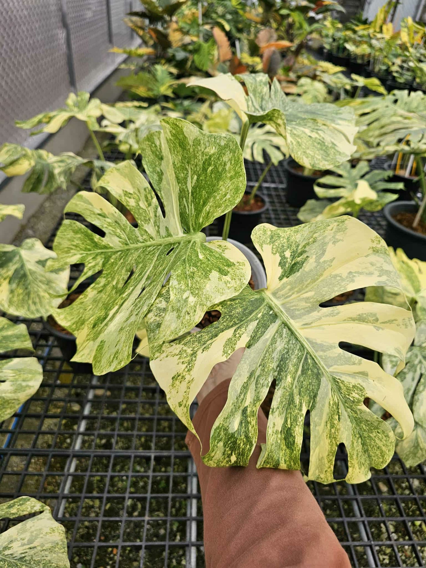 4 monstera thai constellation Monstera Thai Constellation Legacy – Lucky Plants Thailand