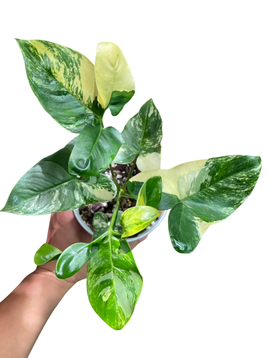Philodendron Goeldii Variegated