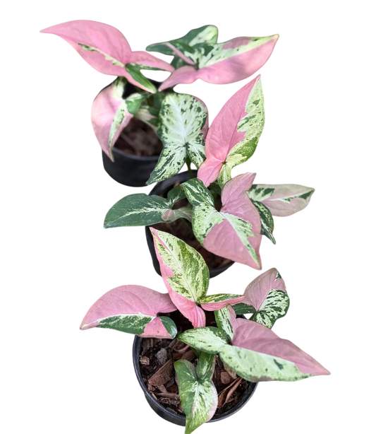 Syngonium tricolor Polly pink. (Set of 3 plants )