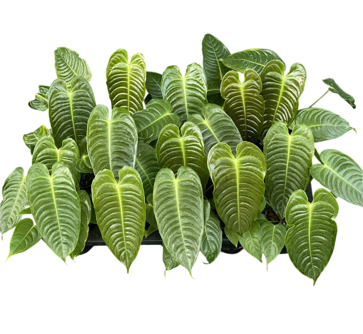 Anthurium veitchii (King Anthurium) – Rare Collector’s Plant Set of 5 Plants