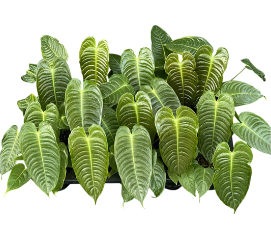 Anthurium veitchii (King Anthurium) – Rare Collector’s Plant Set of 5 Plants