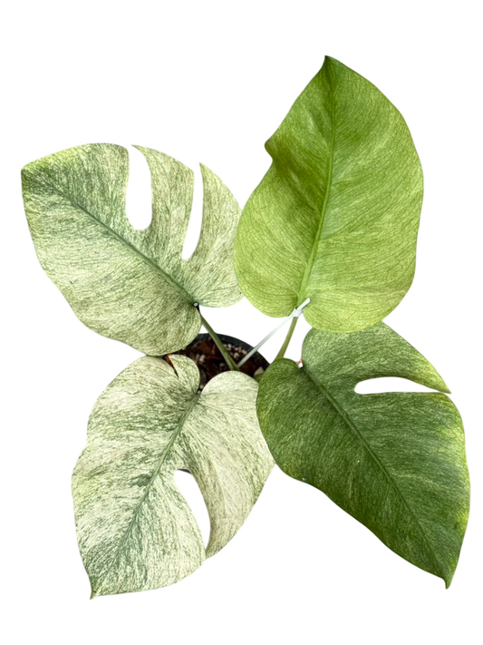 Monstera Borsigiana ‘Full Mint’ Variegated – Set of 3 Plants (Wholesale)