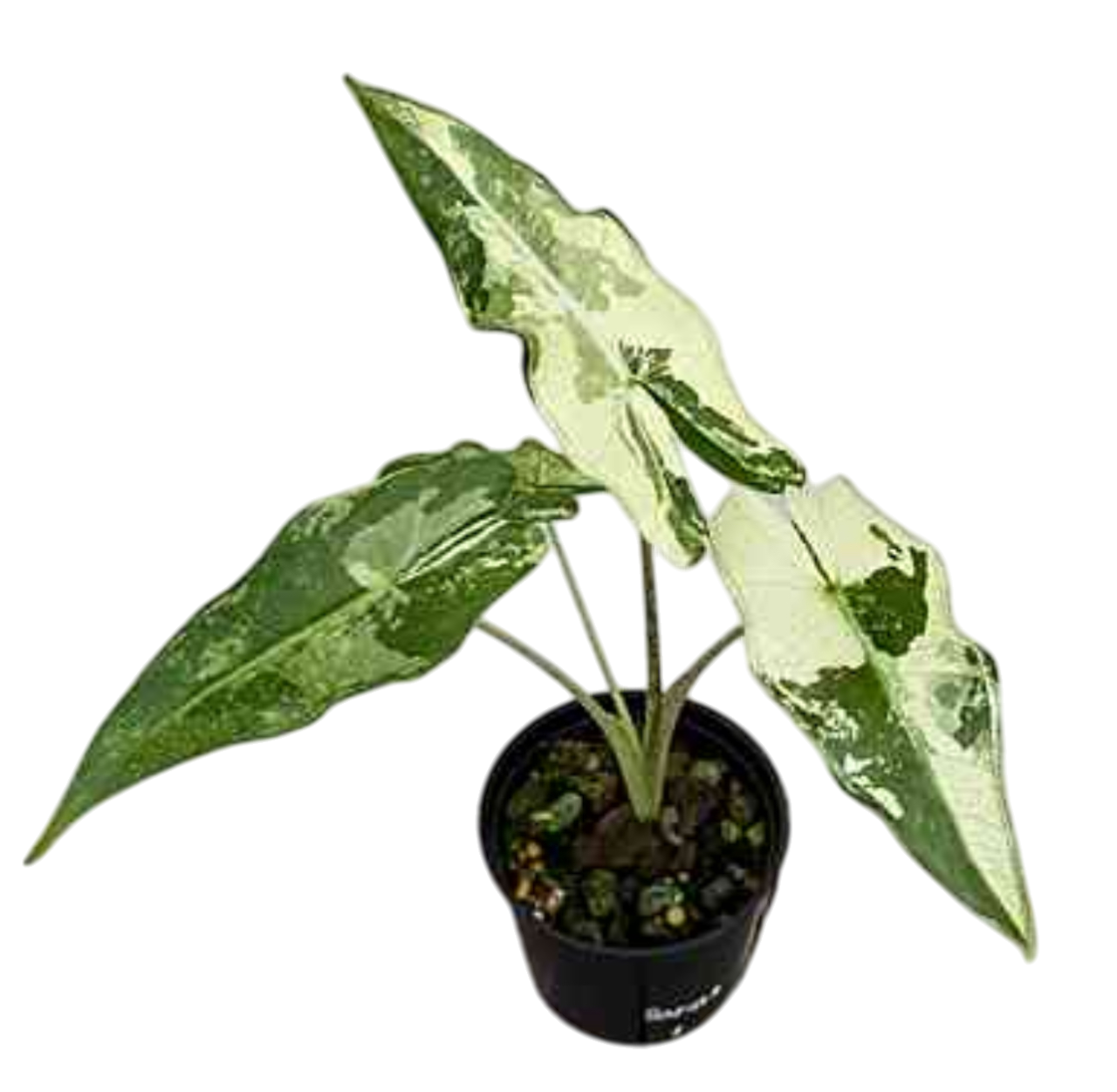 Alocasia Sarian Albo Variegated