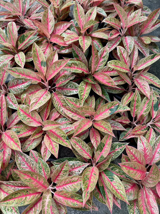glaonema Red Legacy.Set of 10 plants
