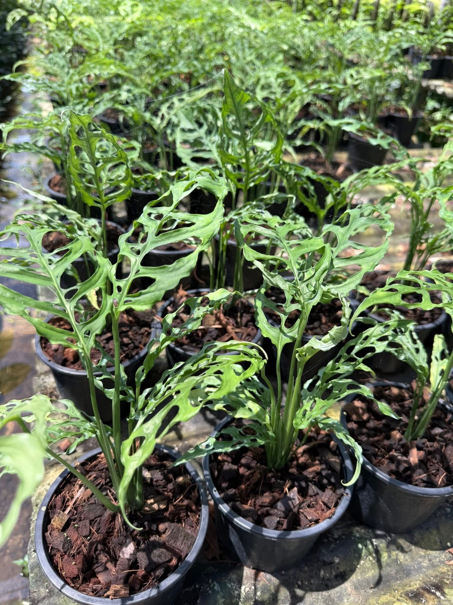 Monstera Oblique Peru Set of 10 Plants