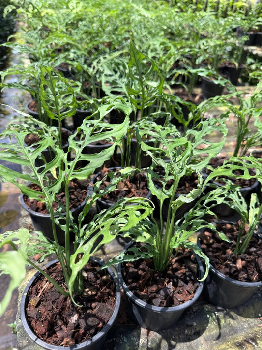 Monstera Oblique Peru Set of 10 Plants