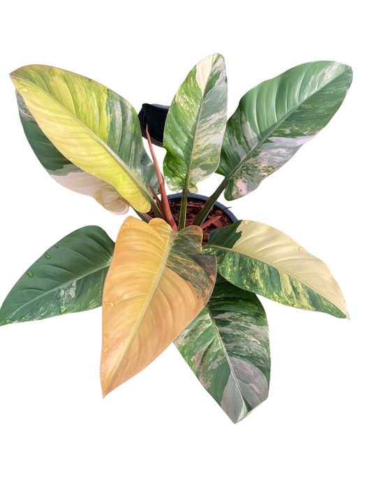 Philodendron Imperial Red Variegated