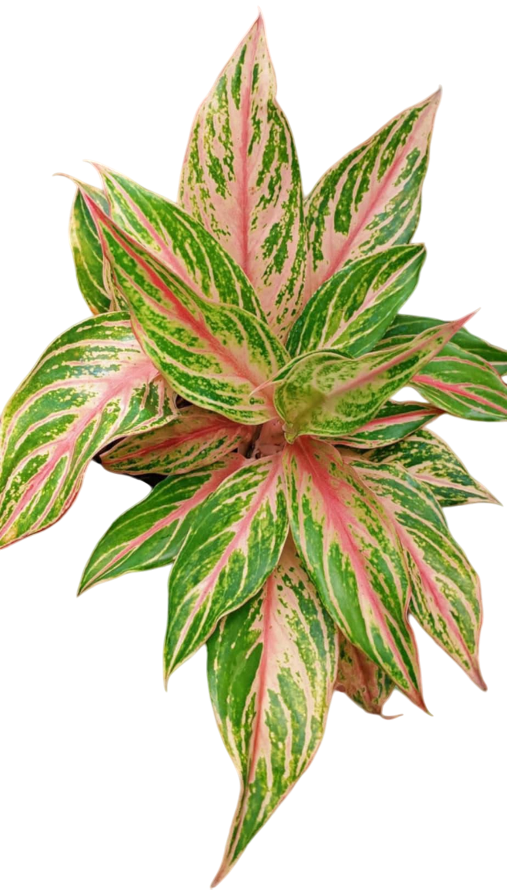 Aglaonema “Kwak Sup” (Bundle Set of 10 Plants)