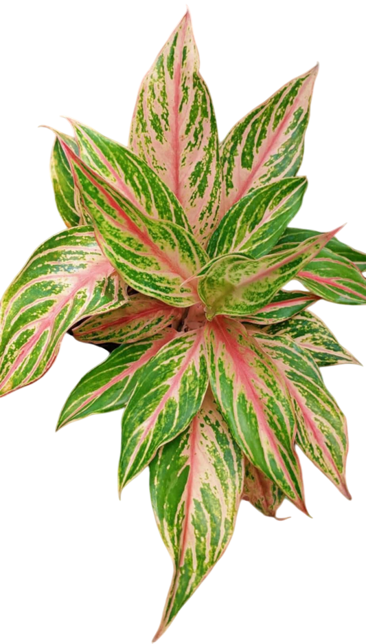Aglaonema “Kwak Sup” (Bundle Set of 10 Plants)