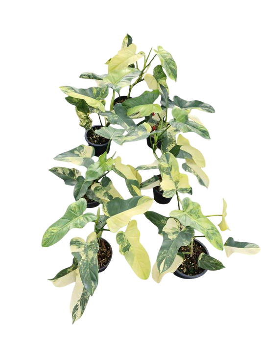 Philodendron Bipennifolium Violin Variegated - Set of 10 Plants