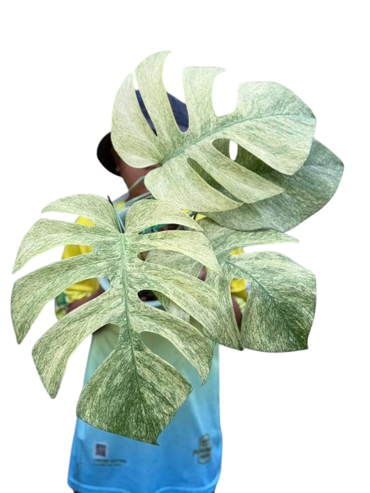 Monstera Borsigiana ‘Full Mint’ Variegated