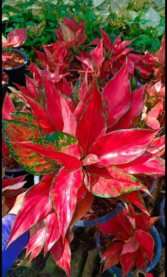 Aglaonema “Manee Rung Ruang” - Set of 10 Plants