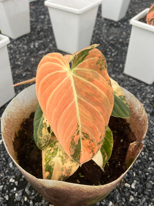 Philodendron Melanochrysum Orange Variegated