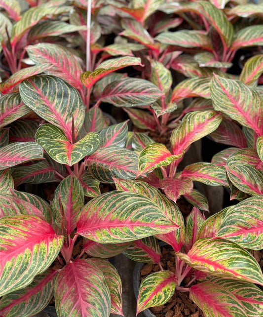 Aglaonema Red phoenix.Set of 10 plants
