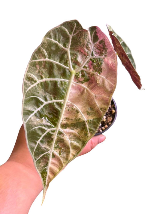 Alocasia watsonianapink var.
