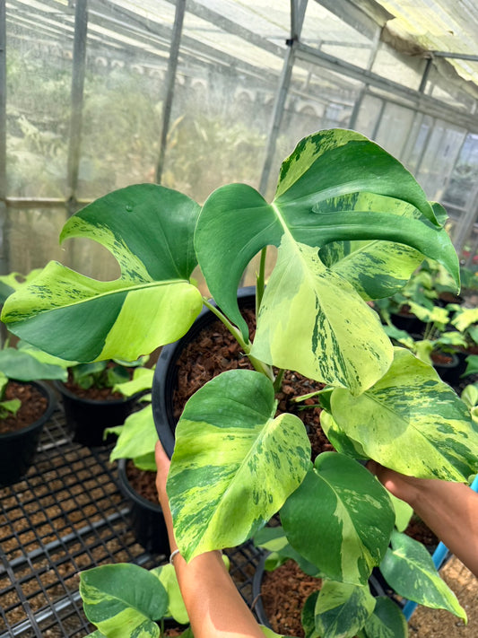 Monstera Deliciosa “Light Lime”
