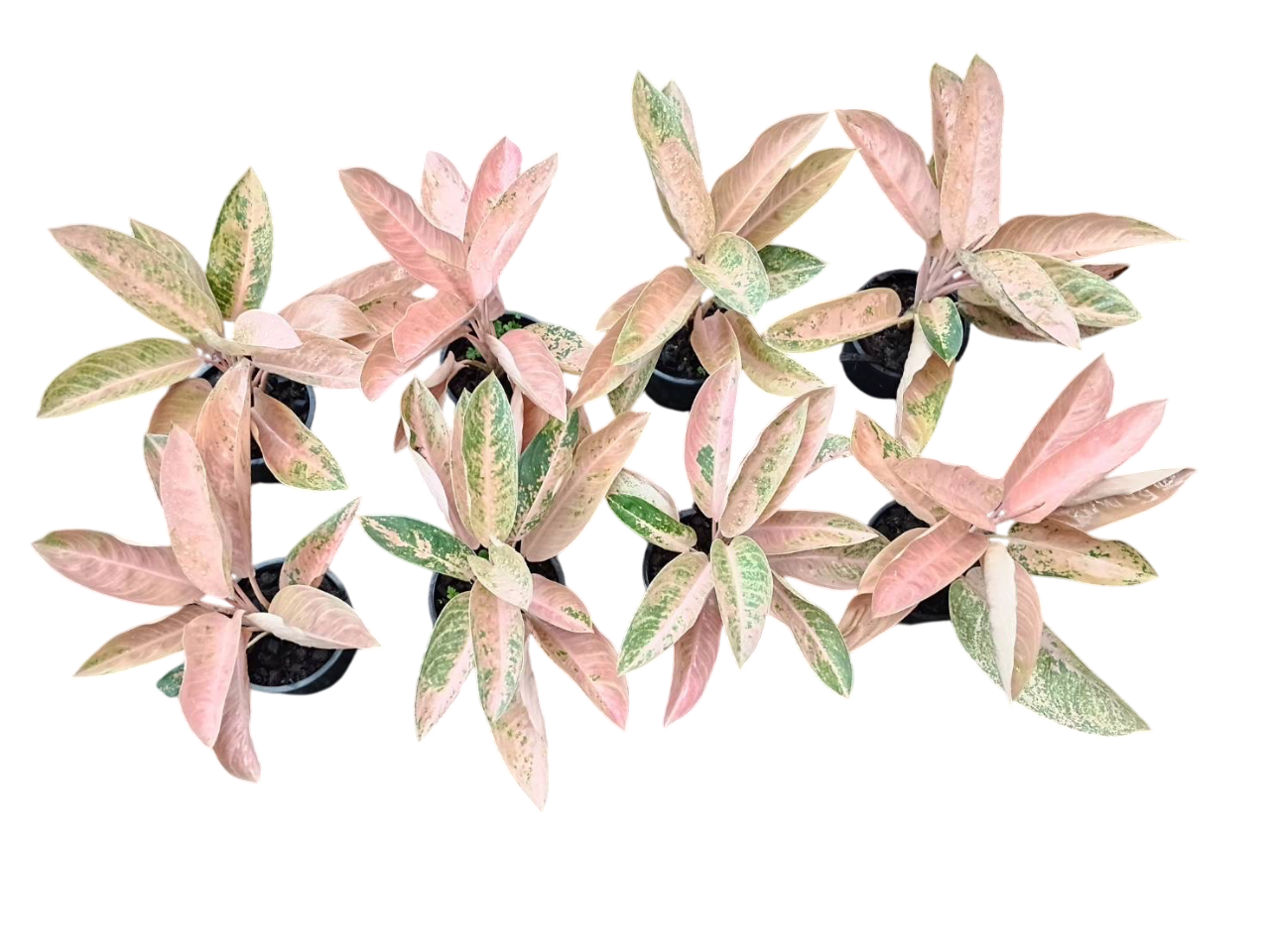 Aglaonema “Pink Banana” Wholesale Set of 10 Plants