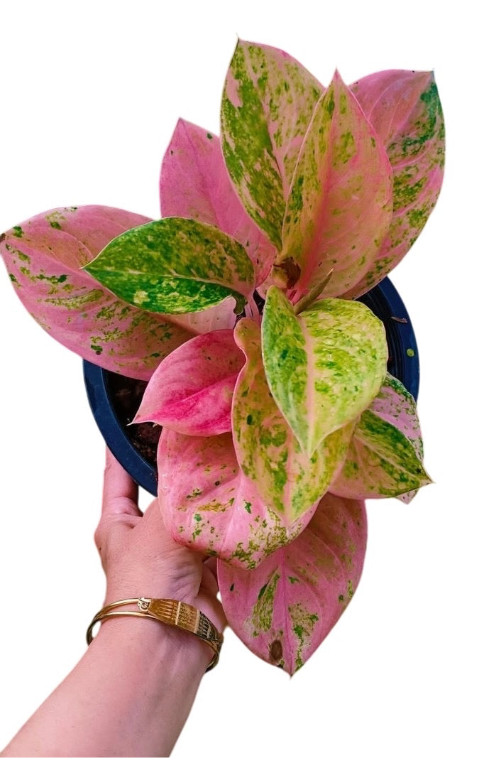 Aglonema Kamraithong – Set of 10 Plants