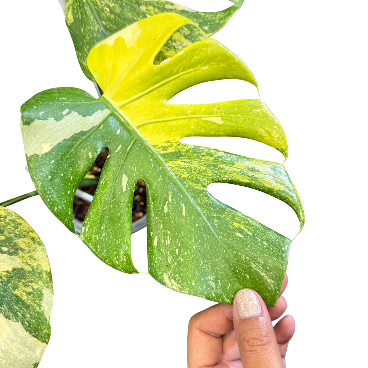 Monstera deliciosa miracle tricolor (Rare plants & beautiful plants)