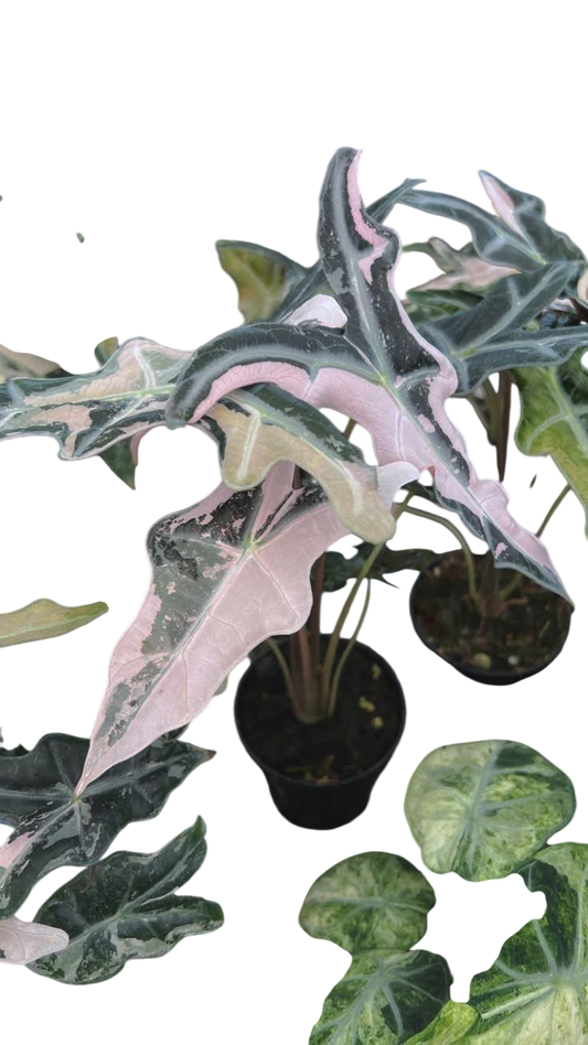 Alocasia “Nobilis” Pink Variegated