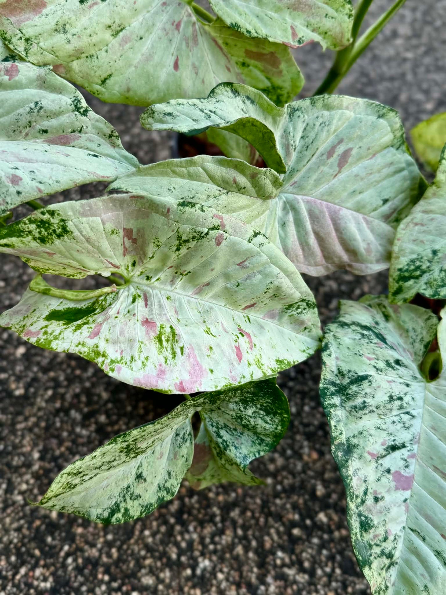 Syngonium Milk  Tricolor marble -Set of 10 plants